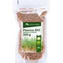 Pšenice BIO – semena na klíčení 500g - CZ-BIO-003